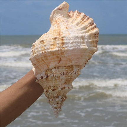 Oceanic Elegance: Exquisite Natural Conch Shell for Stylish Home Décor