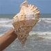 Oceanic Elegance: Authentic Natural Conch Shell for Discerning Tastes