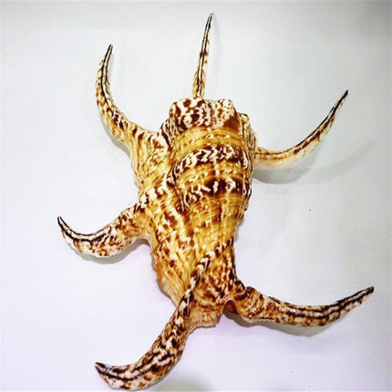 Luxurious 17cm Natural Chiragra Spider Conch Shell - Chic Home Décor Statement