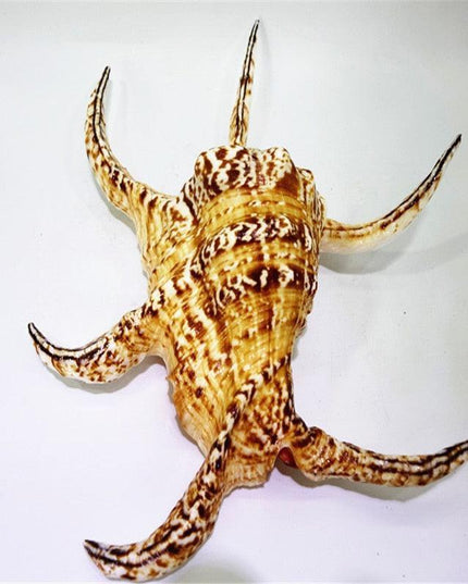Luxurious 17cm Natural Chiragra Spider Conch Shell - Chic Home Décor Statement