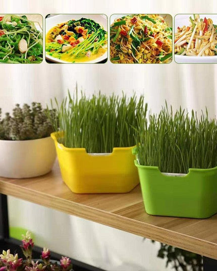 Quick Harvest Sprout Kit: Your Ultimate DIY Solution for Fresh, Nutritious Sprouts at Home