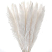 30pcs White Pampas