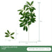 Opulent Willow Leaves: Sophisticated Greenery for Luxurious Home Accents