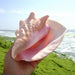 Luxurious 18-20CM Queen Conch Shell: Opulent Beach Elegance