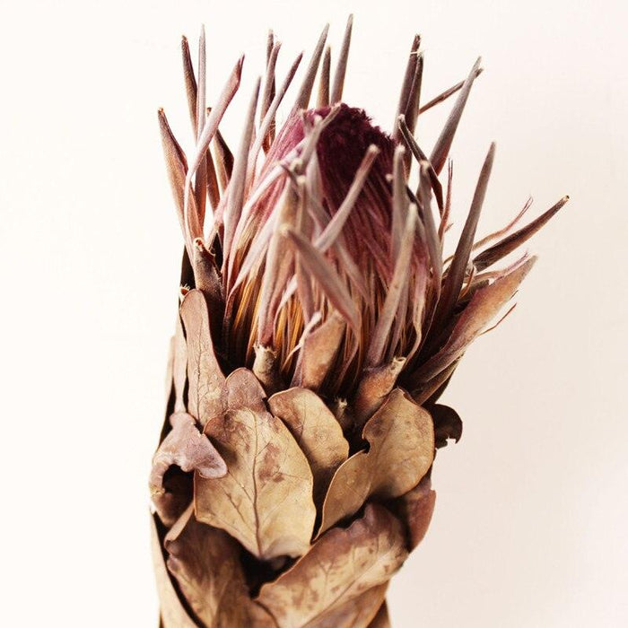 Regal Purple and White Emperor Flower Bud from South Africa
