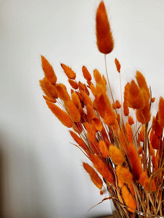 Bohemian Bunny Tail Dried Flower Bundle - Vase Arrangement & Home Decor