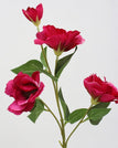 B 70cm rose red