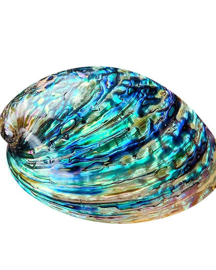 Exquisite Abalone Shell Smudging Kit with Elegant Tripod Stand - 11-13CM