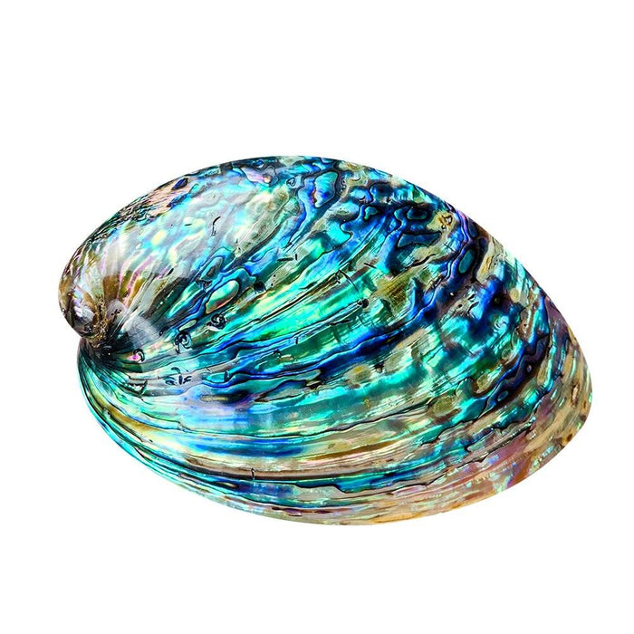 Enchanting Natural Abalone Shell Smudging Kit with Elegant Tripod Stand - 11-13CM