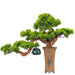 Chinese Pine Prosperity Bonsai Plant - Handcrafted Symbol of Good Fortune