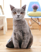 grey cat