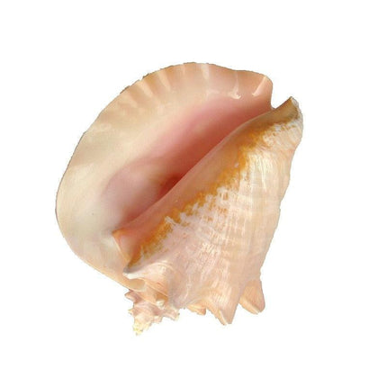 Majestic Queen Conch Shell: Oceanic Elegance - 18-20CM