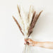 Elegant Natural Dried Pampas Grass Bunch for Chic Interior Decor