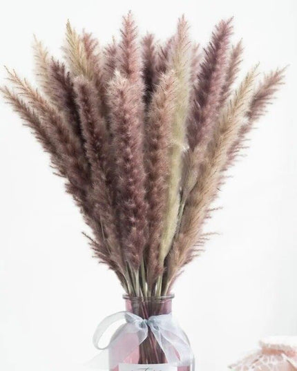 Timeless Pampas Reed & Whisk Dust Dried Flowers Collection for Elegant Home Decor & Events
