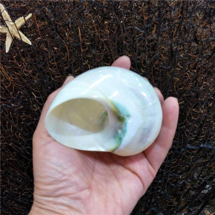 Coastal Elegance: Natural Conch Shell Hermit Crab Shells - 9-12cm