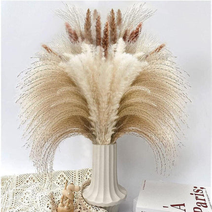 Bohemian Dream Pampas Grass Set - 95/60 Stem Collection