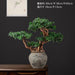 Chinese Pine Prosperity Bonsai - Handcrafted Symbol of Wealth and Fortune