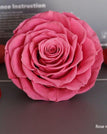 rose red / 9-10cm(1pc)