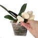 Eco-Conscious Wooden Plant Label Set - 10 Reusable Tags with Writing Pen