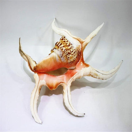 Luxurious 17cm Natural Chiragra Spider Conch Shell - Chic Home Décor Statement