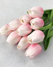 H-light pink tulip