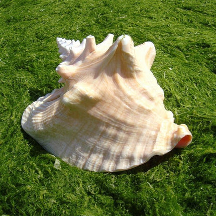 Majestic Queen Conch Shell: Oceanic Elegance - 18-20CM