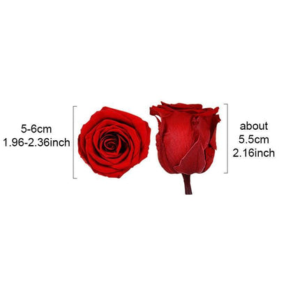 Eternal Blooms: Luxurious 10-Piece Preserved Rose Heads Collection