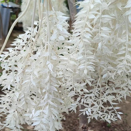 Elegant Dried Ruscus Leaf Ensemble: Perfect for Celebrations & Home Decoration