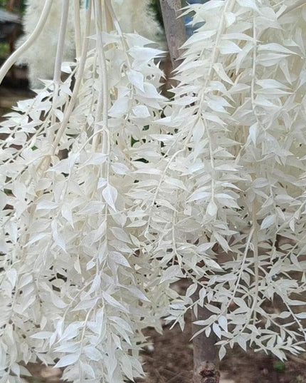 Elegant Dried Ruscus Leaf Ensemble: Perfect for Celebrations & Home Decoration