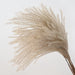 Elegant Dried Pampas Grass and Reed Bouquet - Natural Botanical Home and Wedding Decor