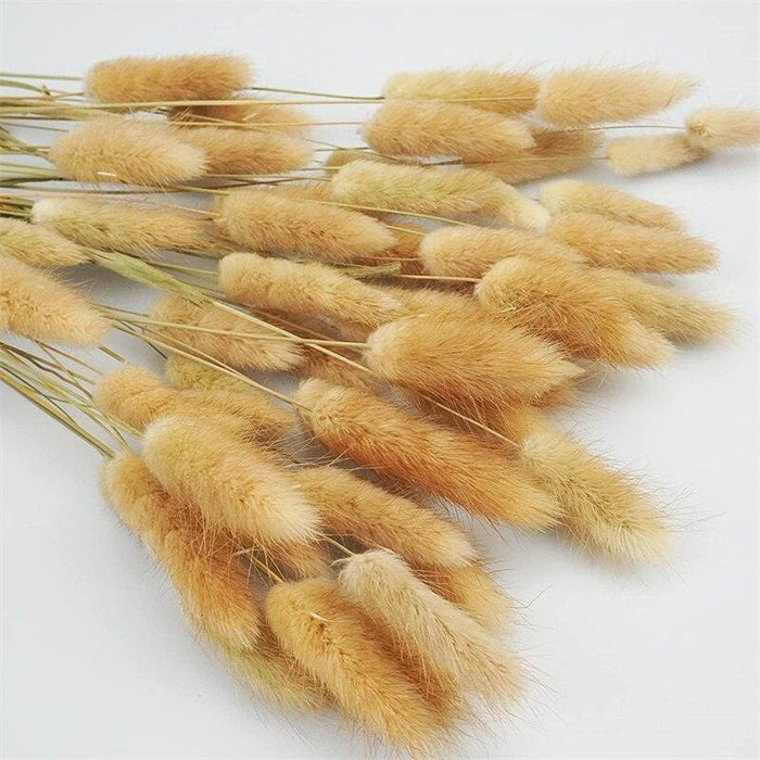 Vibrant Lagurus Ovatus Bunny Tails Bundle - Preserved Dried Floral Arrangement