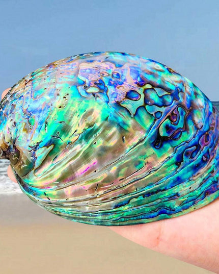 Exquisite Abalone Shell Smudging Kit with Elegant Tripod Stand - 11-13CM