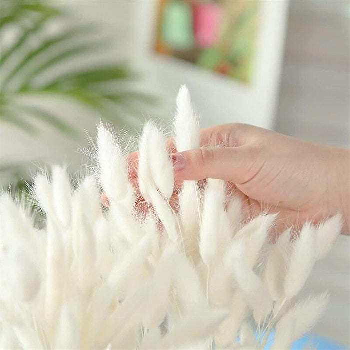 Ethereal Bunny Tails Dried Flower Bouquet - Exquisite Preserved Floral Decoration