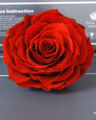 red / 9-10cm(1pc)