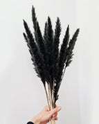 30pcs black Reed
