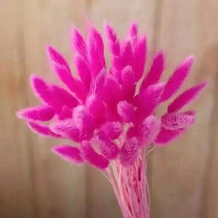 Boho Chic Dried Bunny Tail Floral Arrangement - Elegant Rustic Home Accent