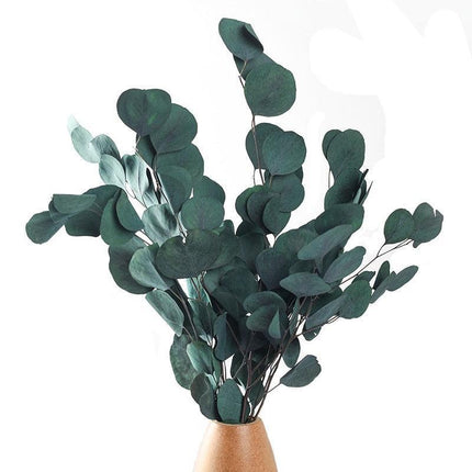 Serene Eucalyptus Essence: A Botanical Wonder for Every Setting - Très Elite