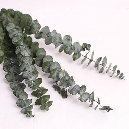Serene Eucalyptus Essence: A Botanical Wonder for Every Setting - Très Elite