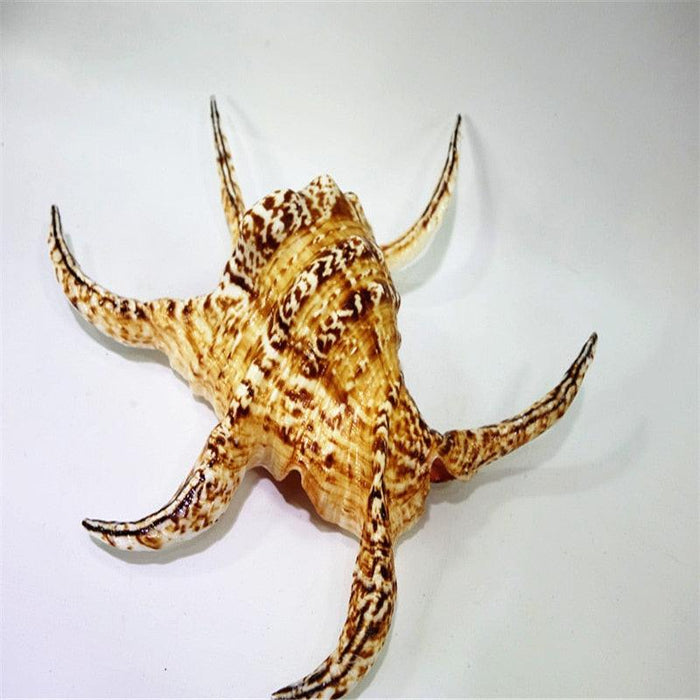 Luxurious 17cm Natural Chiragra Spider Conch Shell for Elite Home Decor