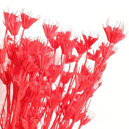 Enchanting Anise Floral Harmony Delights