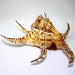 Elegant 17cm Natural Chiragra Spider Conch Shell for Upscale Home Decor