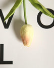 Open Champagne Tulip