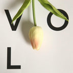 Open Champagne Tulip