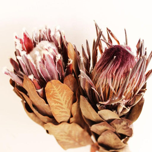 Opulent Purple and White Emperor Flower Bud from South Africa