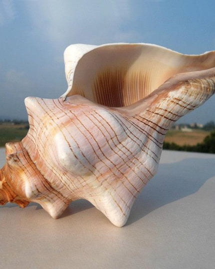 Coastal Charm Conch Shell Accents | Handcrafted Ocean-Inspired Decor