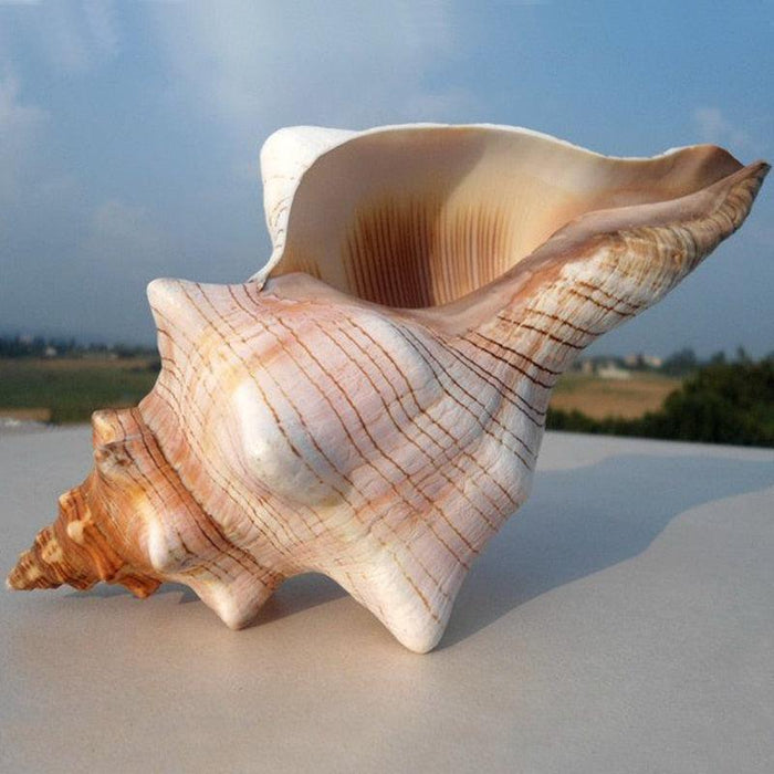 Ocean-Inspired Genuine Conch Shell | Multi-Purpose Decorative Craft Piece