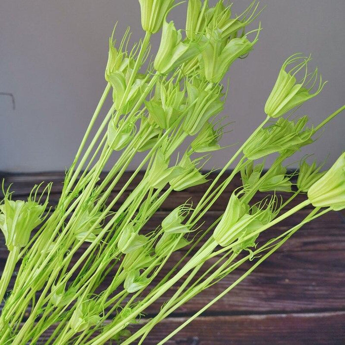 Enchanting Anise Floral Harmony Delights