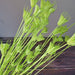 Enchanting Anise Floral Harmony Delights