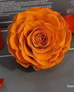 orange / 9-10cm(1pc)