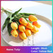 Chic Silk Dandelion Floral DIY Home Decoration Set - Elegant and Versatile